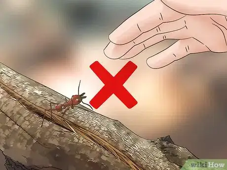 Image titled Watch Insects Step 7