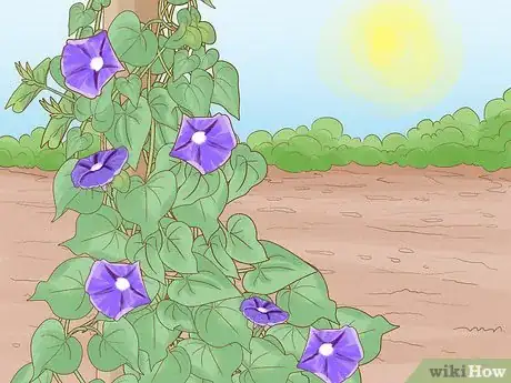 Image titled Make Morning Glories Bloom Step 1