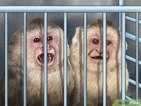 Image titled Quiet a Capuchin Monkey Step 6