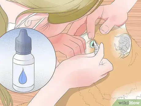 Image titled Diagnose Keratitis in Cats Step 9