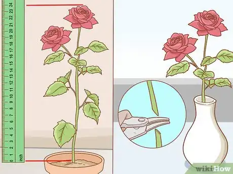 Image titled Grow Long Stem Roses at Home Step 19