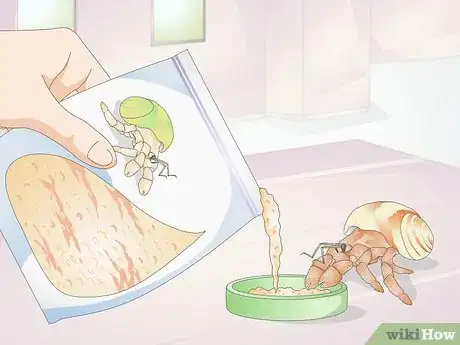 Image titled Hand Feed a Hermit Crab Step 10