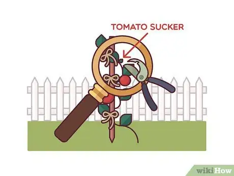 Image titled Stake Tomato Plants Step 7