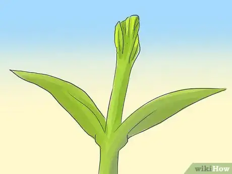 Image titled Pinch Carnations Step 4