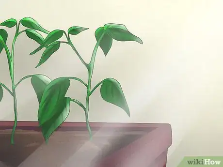 Image titled Grow Bell Peppers Step 8