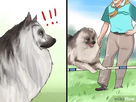Image titled Identify a Keeshond Step 12