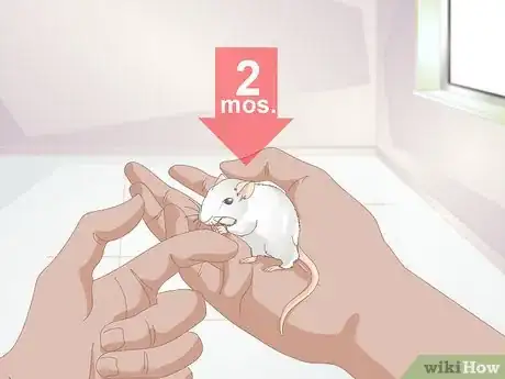Image titled Know if Your Gerbil Is Having a Seizure Step 5