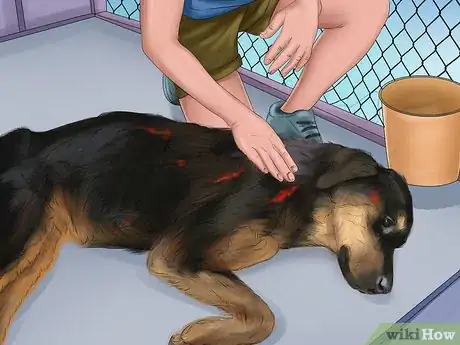 Image titled Volunteer at a Dog Shelter Step 5