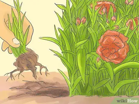 Image titled Pinch Carnations Step 9