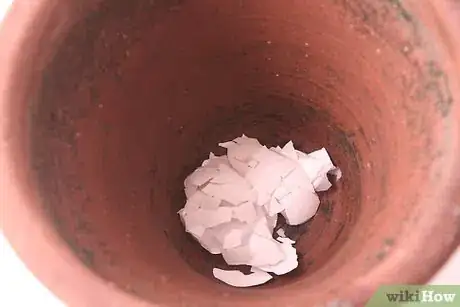 Image titled Recycle Eggshells in Gardening Activities Step 4