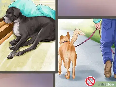 Image titled Diagnose Bone Diseases in Growing Dogs Step 3