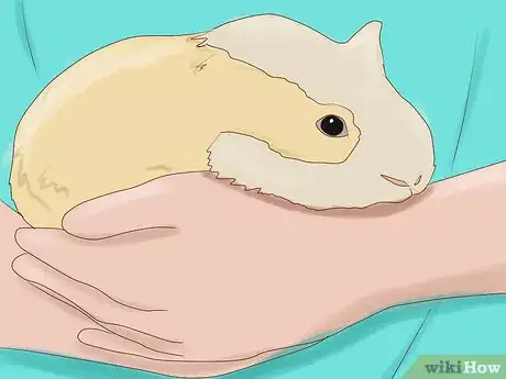 Image titled Take Photos of Your Guinea Pigs Step 12