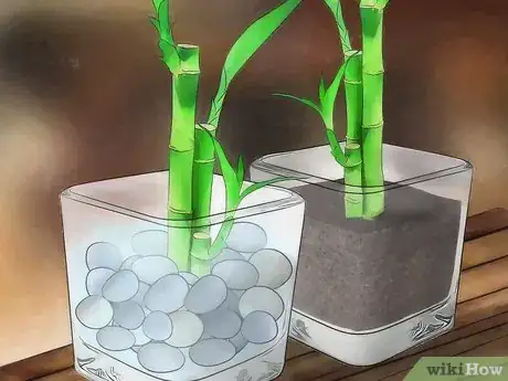 Image titled Take Care of Lucky Bamboo Step 4