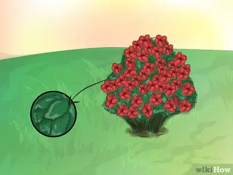 Image titled Grow Knockout Roses Step 15