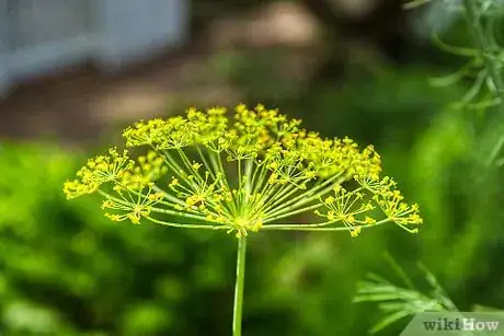 Image titled Preserve Dill Step 3