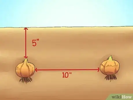 Image titled Transplant Resurrection Lilies Step 11