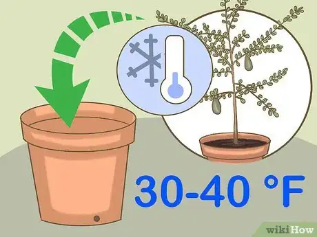 Image titled Grow Finger Limes Step 5