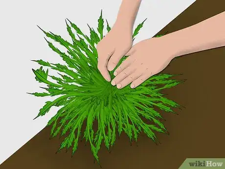 Image titled Plant a Sweet Shrub Step 8Bullet2