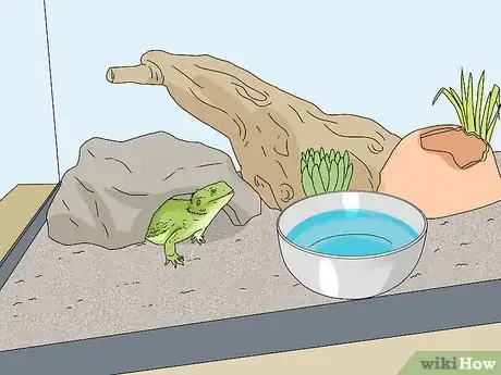 Image titled Give a Lizard a Bath Step 1