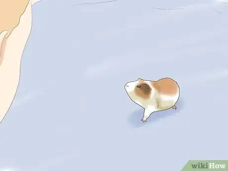 Image titled Teach a Guinea Pig to Do Tricks Step 17
