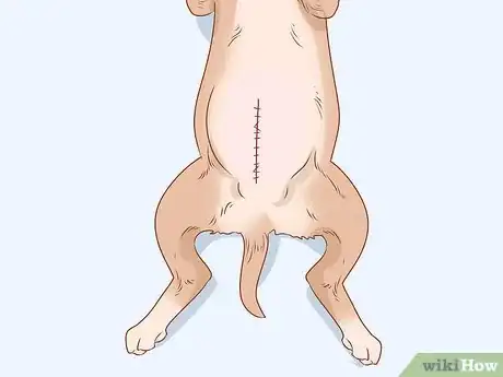Image titled Prevent Your Chihuahua from Behaving Badly Step 15