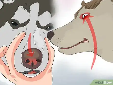 Image titled Diagnose Autoimmune Disorders in Siberian Huskies Step 7