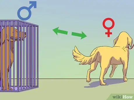 Image titled Calm a Male Dog when a Female Is in Heat Step 1