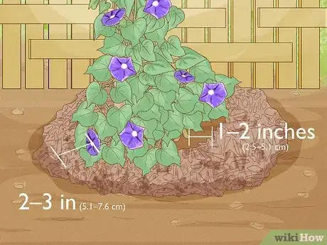 Image titled Make Morning Glories Bloom Step 5
