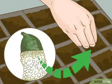 Image titled Grow Finger Limes Step 3