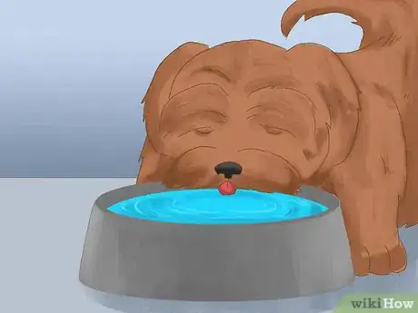 Image titled Take Care of a Shih Tzu Step 12