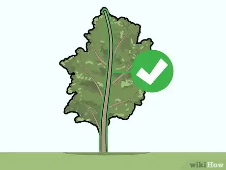 Image titled Prune Pecan Trees Step 9