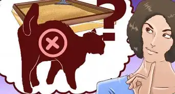 Train an Outdoor Cat to Use a Litter Box