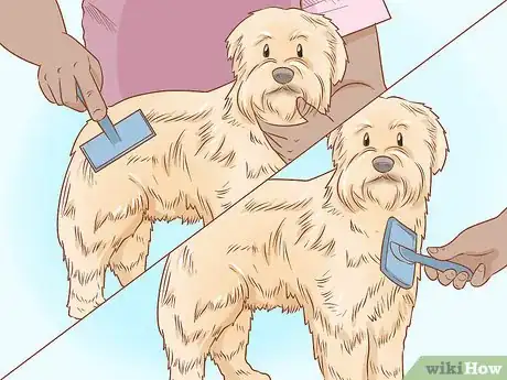 Image titled Groom a Wheaten Terrier Step 7
