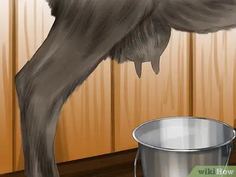 Image titled Milk a Goat by Hand Step 10