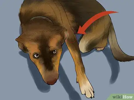 Image titled Watch a Dog for Stiff or Limp Movements Step 1