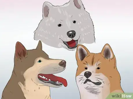 Image titled Diagnose Autoimmune Disorders in Siberian Huskies Step 6