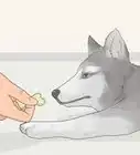 Teach a Dog to Bow