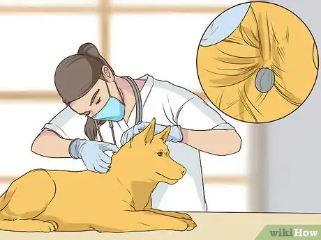 Image titled Get a Complete Geriatric Work Up for Your Dog Step 12