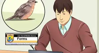 Care for an Injured Wild Bird That Cannot Fly