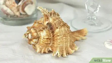 Image titled Display Seashells Step 8