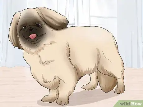 Image titled Identify a Pekingese Step 5