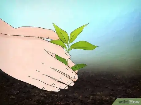 Image titled Grow Flowering Dogwood Step 10