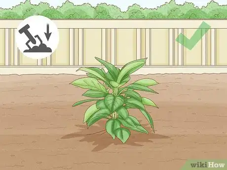 Image titled Grow Mandevillas Step 1