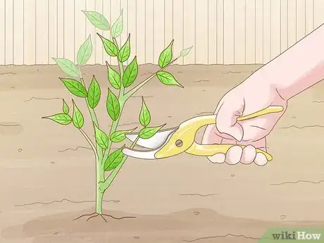 Image titled Grow Hotter Chillies Step 9