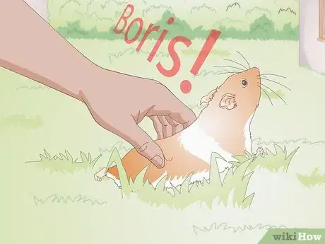 Image titled Choose Your Guinea Pig's Name Step 12