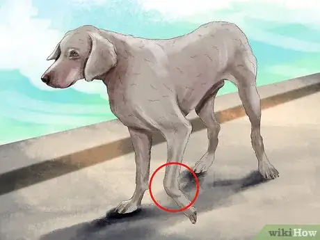 Image titled Diagnose Bone Diseases in Growing Dogs Step 2
