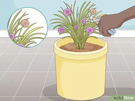 Image titled Grow Chives Indoors Step 17