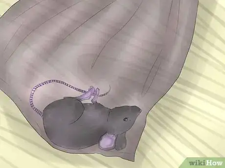 Image titled Humanely Kill a Rodent Step 9