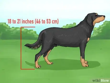 Image titled Identify a Smaland Hound Step 1
