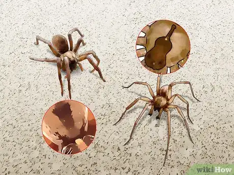 Image titled Identify a Wolf Spider Step 4